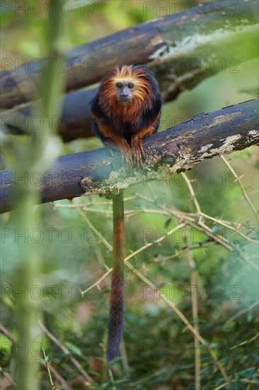 Golden-headed lion tamarin