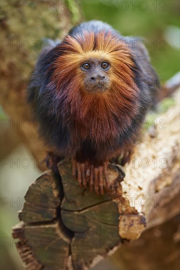 Golden-headed lion tamarin