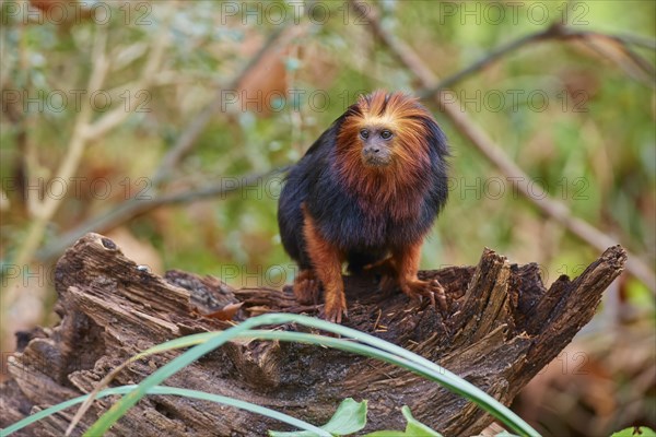 Golden-headed lion tamarin