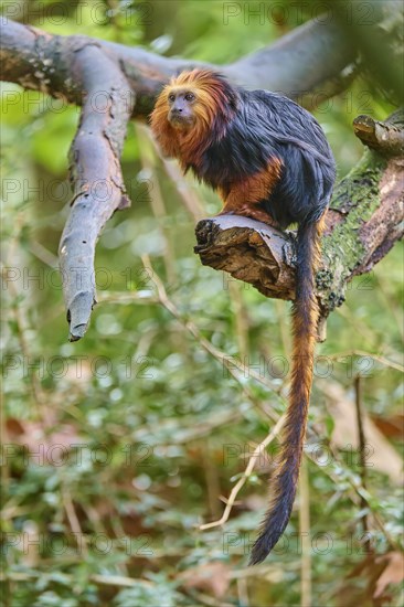 Golden-headed lion tamarin