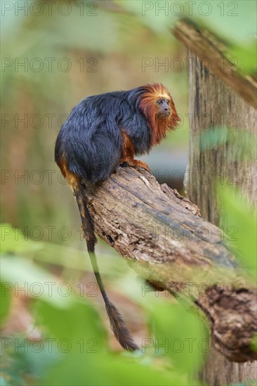 Golden-headed lion tamarin