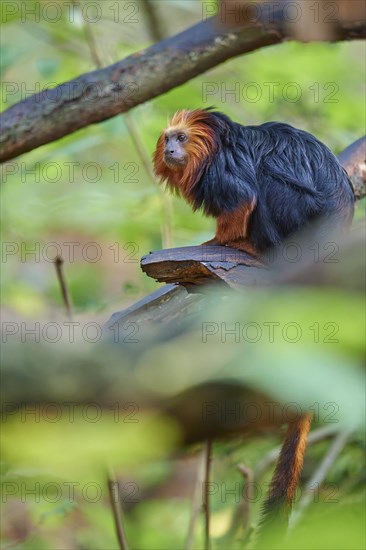 Golden-headed lion tamarin