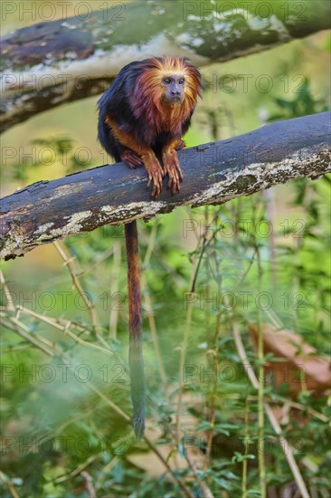 Golden-headed lion tamarin