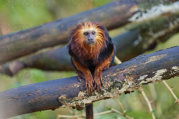 Golden-headed lion tamarin