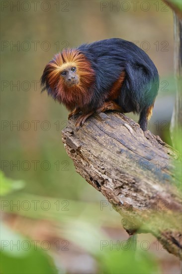 Golden-headed lion tamarin