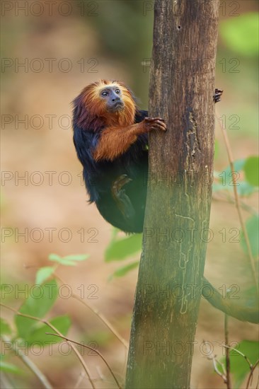 Golden-headed lion tamarin