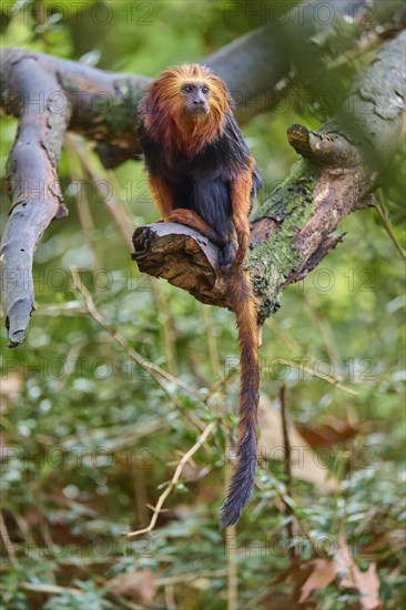 Golden-headed lion tamarin