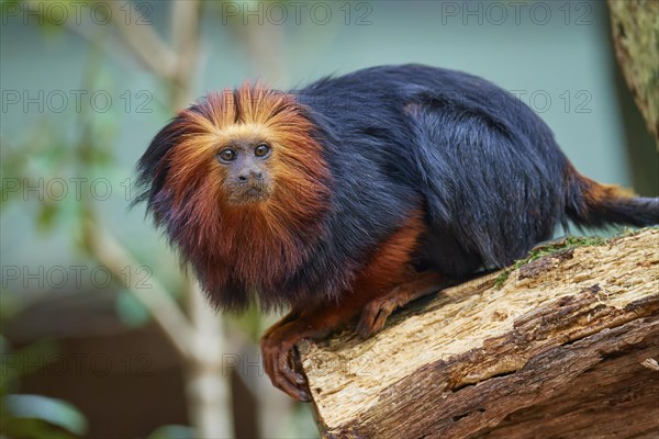 Golden-headed lion tamarin