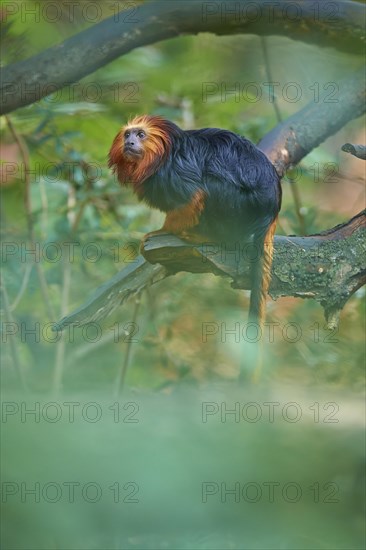 Golden-headed lion tamarin