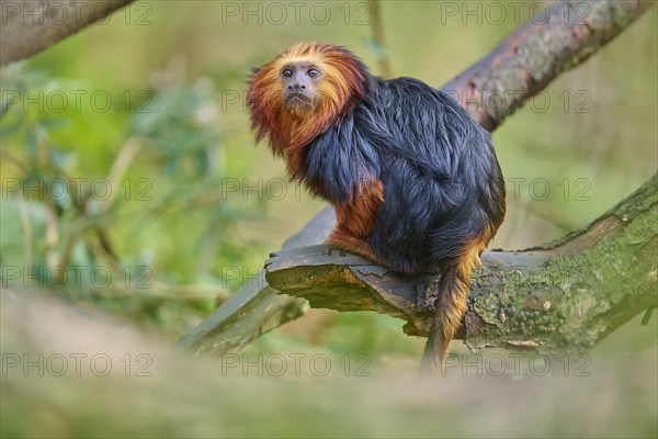 Golden-headed lion tamarin