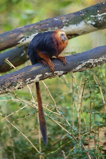 Golden-headed lion tamarin