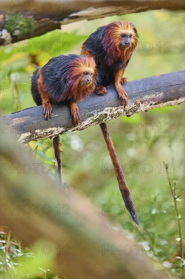 Golden-headed lion tamarin