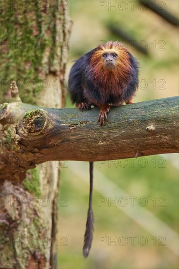 Golden-headed lion tamarin