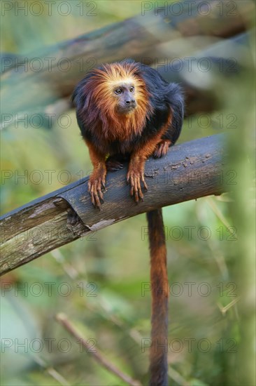 Golden-headed lion tamarin