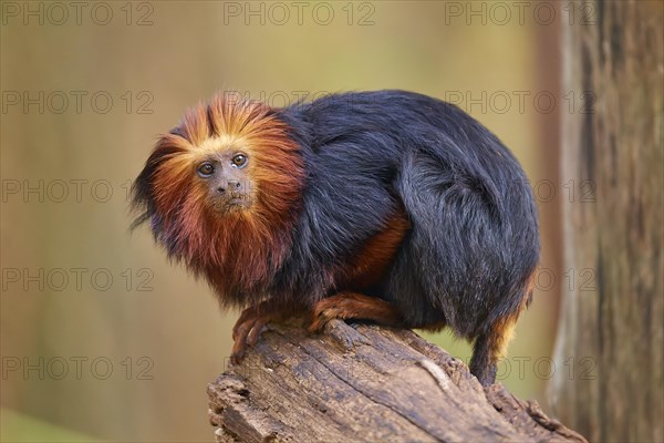 Golden-headed lion tamarin