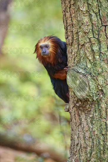 Golden-headed lion tamarin