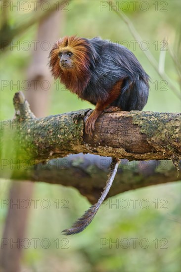 Golden-headed lion tamarin