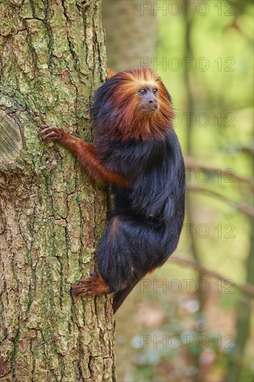 Golden-headed lion tamarin