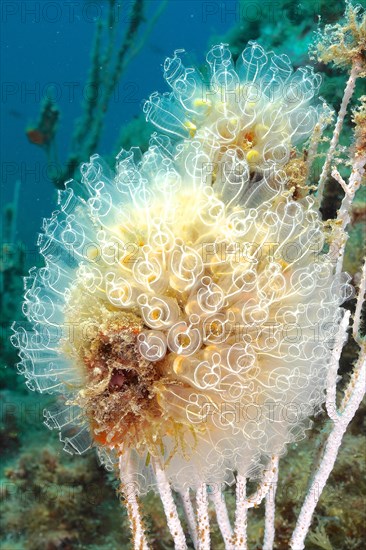 Close-up of colony of translucent sea squirt