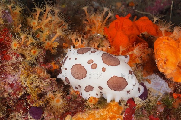 Leopard snail