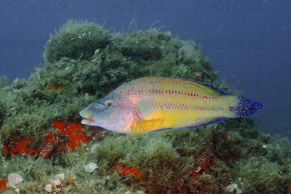 A east atlantic peacock wrasse