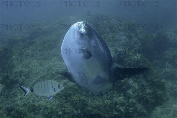 Ocean sunfish