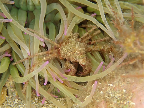 Long-legged ghost crab