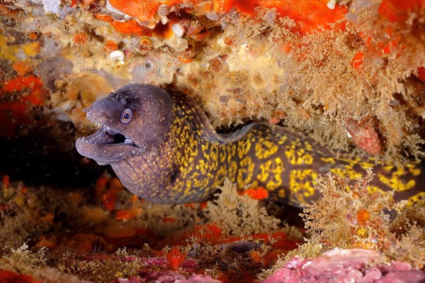 Mediterranean moray