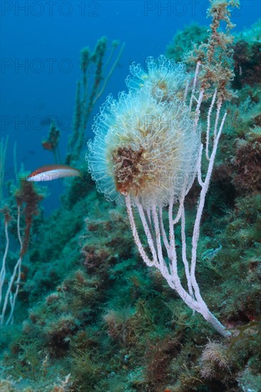 Colony of translucent sea squirt