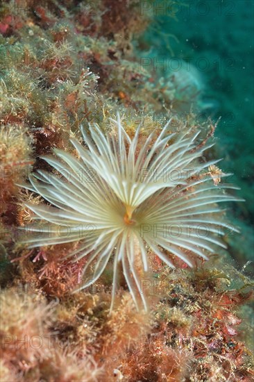 Mediterranean fanworm