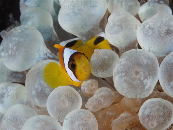 Juvenile red sea clownfish