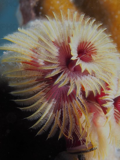 Close-up of Christmas tree worm