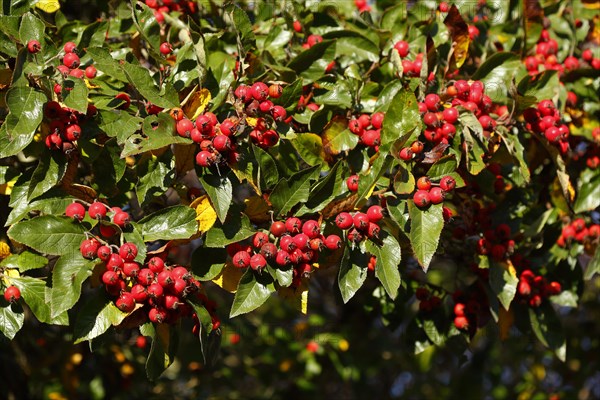 European rowan