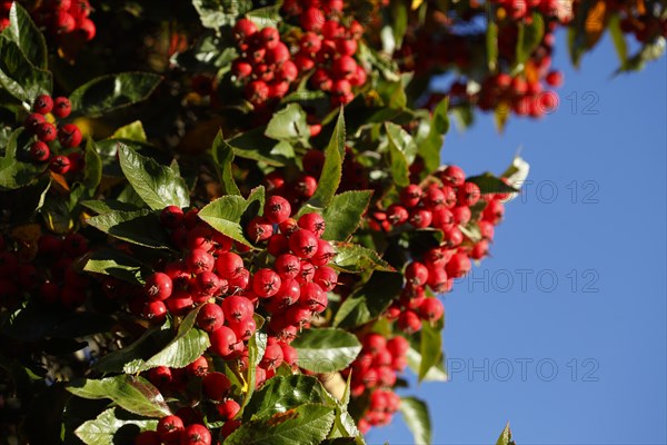 European rowan