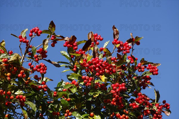 European rowan