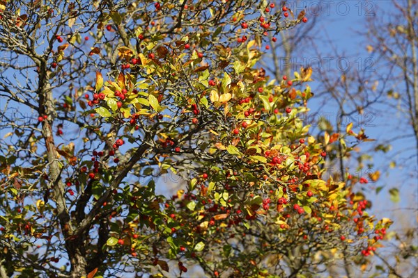 European rowan