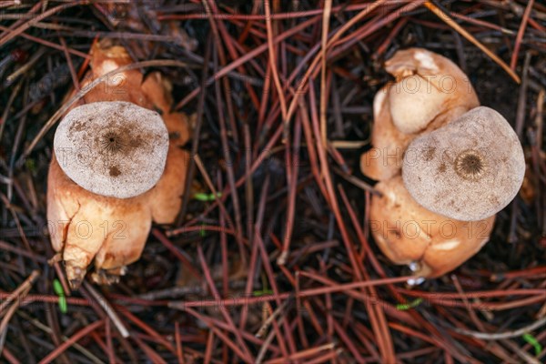 Close-up of an earth star