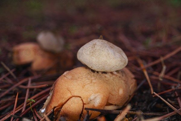 Close-up of an earth star