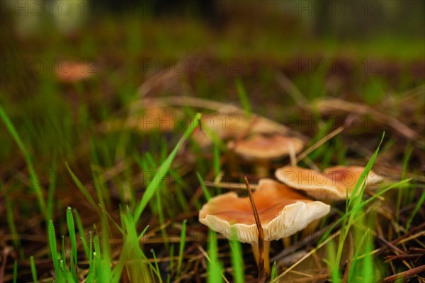 Close-up of mushroom