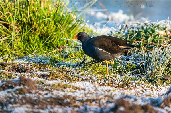 Common Moorhen