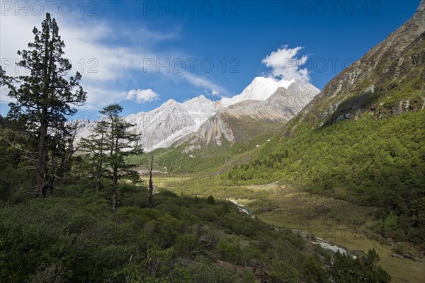 Mountain forest at 4500 m altitude in Kham