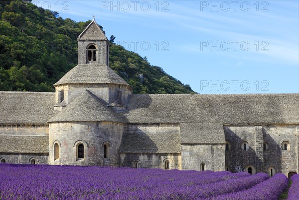 Cistercian monastery of Senanque beside lavender field