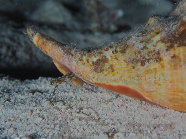 Close-up of spider conch