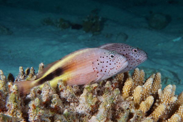 A pair of black-sided hawkfish