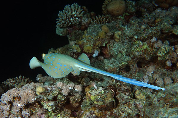 A bluespotted ribbontail ray