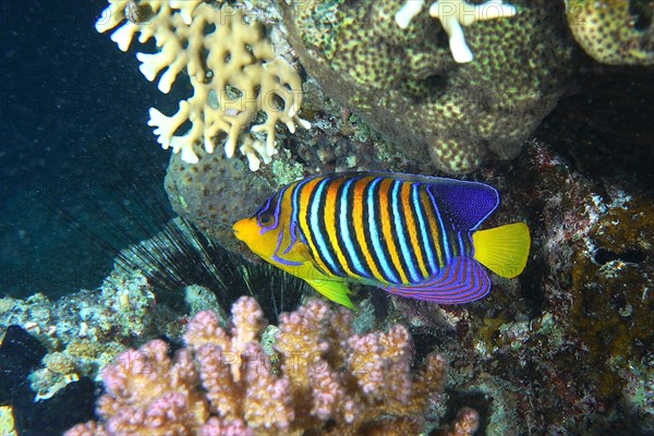 Royal angelfish