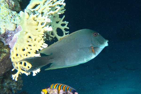 Striated surgeonfish