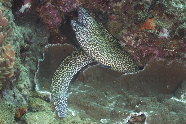 Laced moray