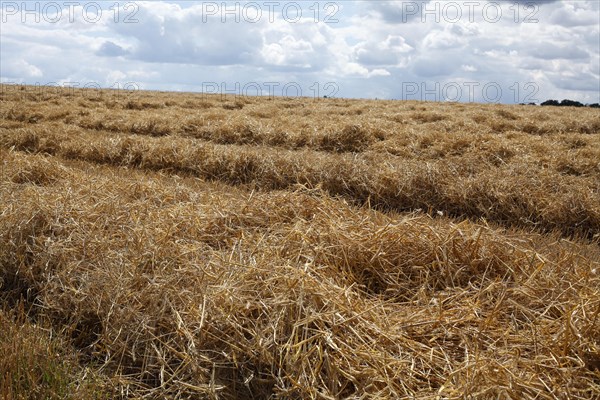 Field with mown hay