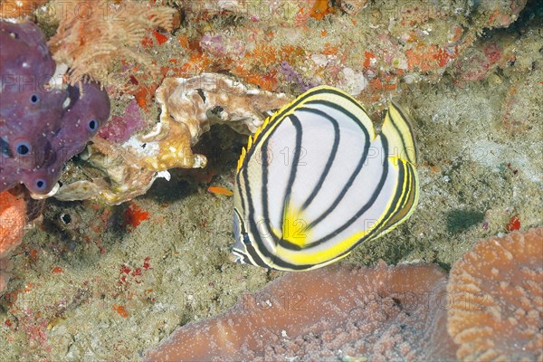 Meyers butterflyfish